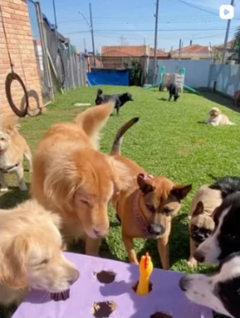 Cães brincando com enriquecimento ambiental