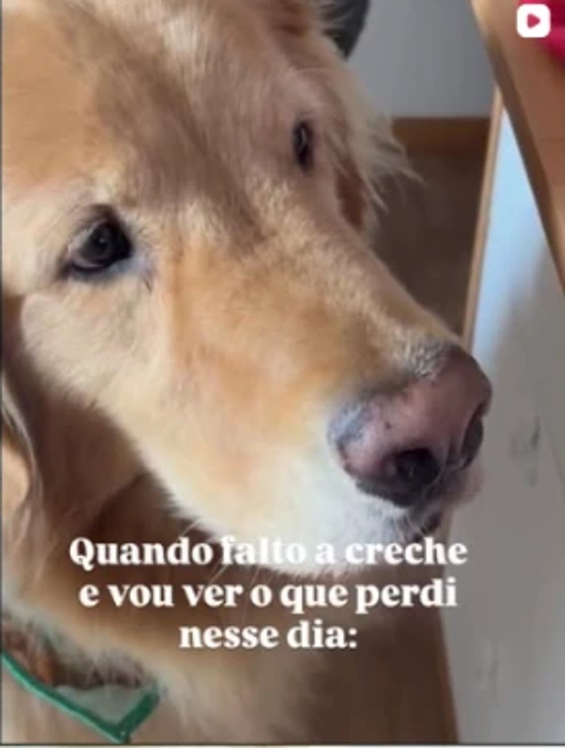 Golden retriever de perto na área interna