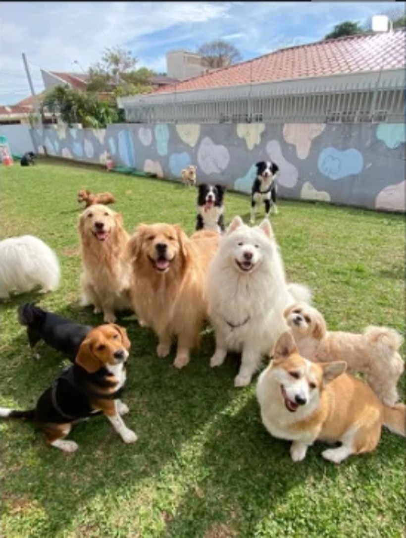 Grupo de cães posando no gramado da creche