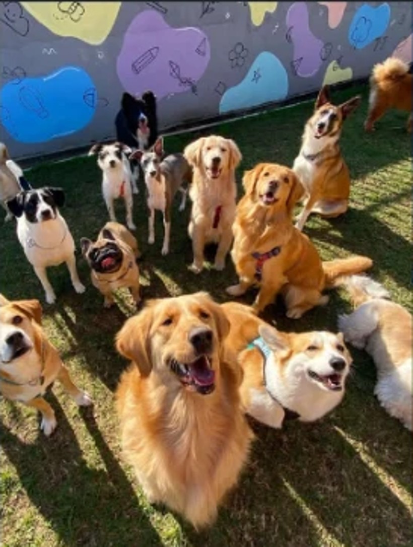 Cães correndo felizes no pátio da Caninos
